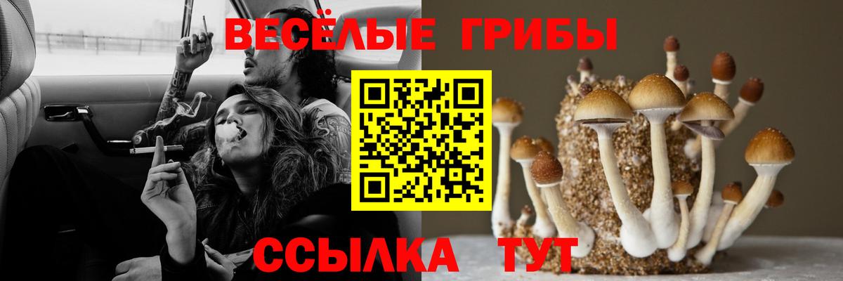 Выборг  Псилоцибиновые грибы прущие грибы  Вход с VPN 